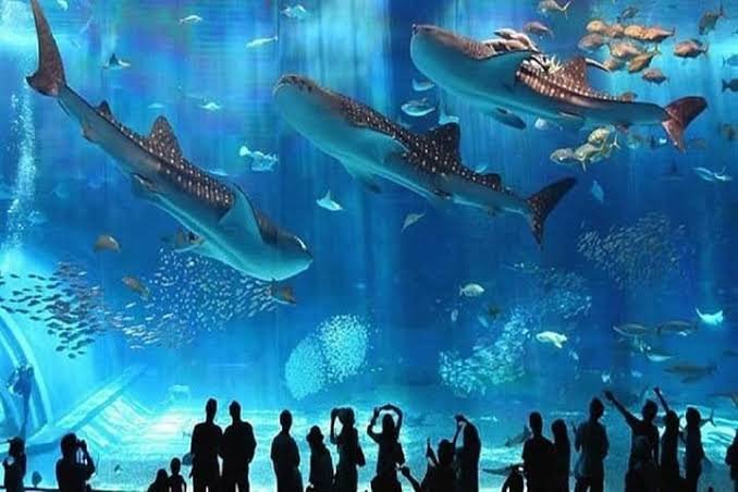 Hurghada Grand Aquarium з Ель-Гуни
