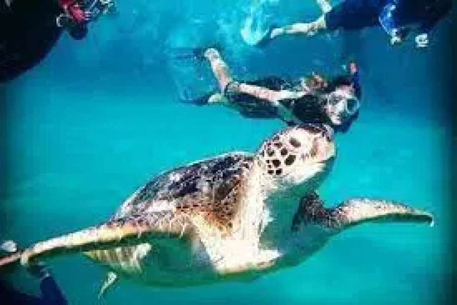 Abu Dabbab Bay Snorkeling Trip from Soma Bay