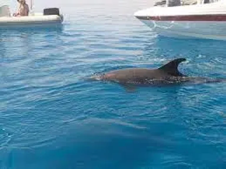 Sataya Dolphin Reef z Port Ghalib | Šnorchlování s Delfíny v Rudém Moři