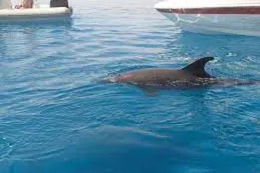 Private Speedboat Trip to Dolphin House from Soma Bay