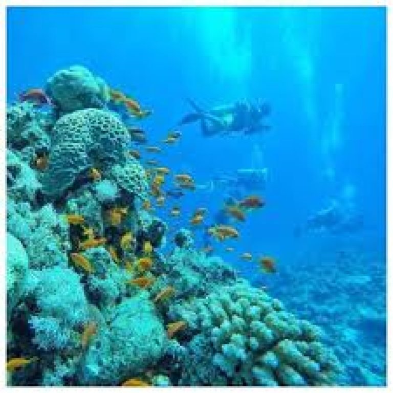 Marsa Mubarak Snorkeltrip vanuit Port Ghalib | Zwem met Zeeschildpadden