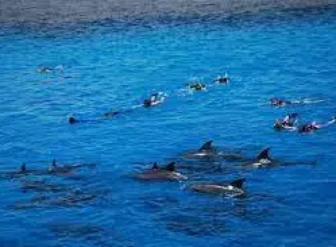 Plavání s Delfíny v Moři z Safaga