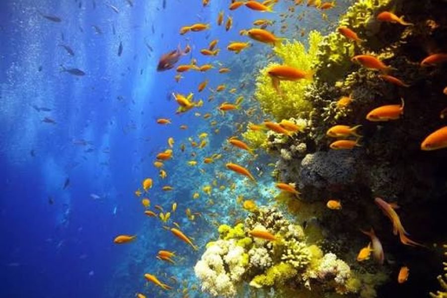 Sharm El Naga з Ель-Гуни | Снорклінг і Червоне море