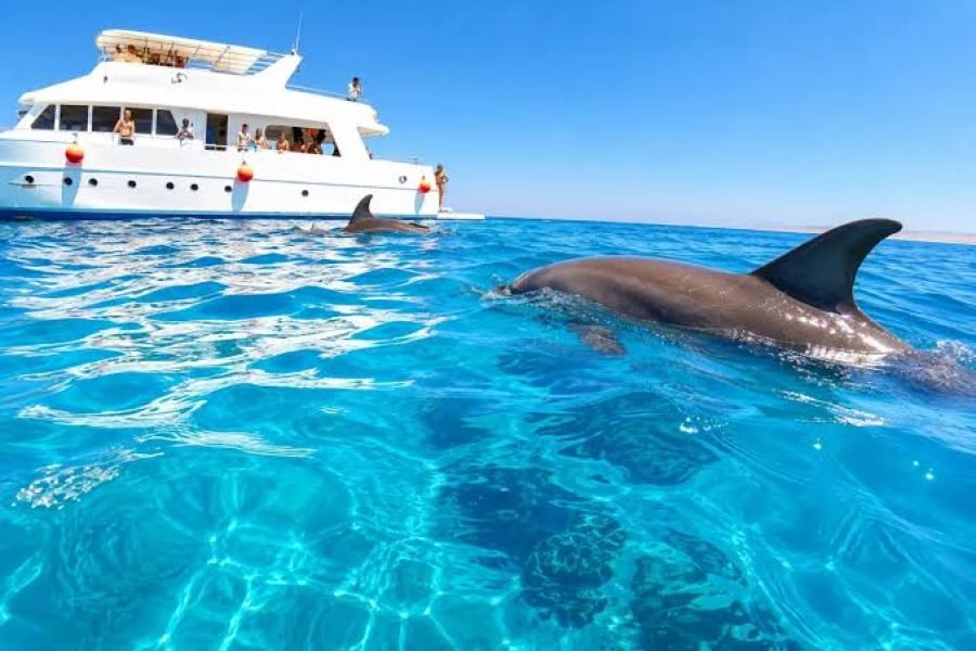 Dolphin House з Ель-Гуни