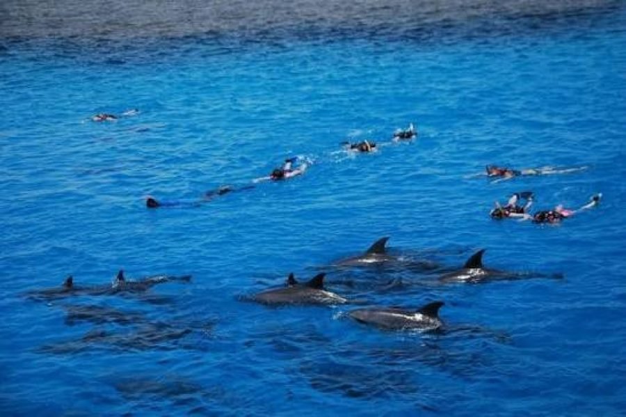 Dolphin House iz El Gouna