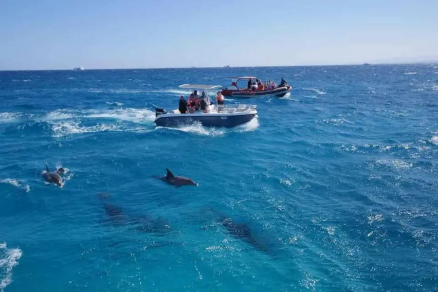Dolphin House El Gouna: Lancha Privativa, Golfinhos e Snorkeling