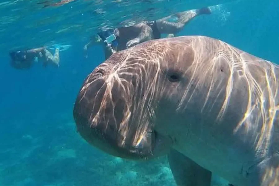 Snorkeling Trip from Soma Bay to Marsa Mubarak