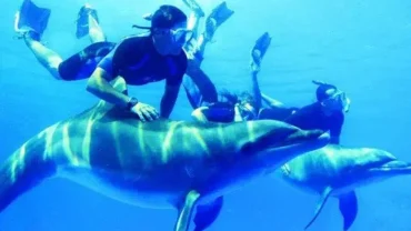 Swim with Dolphins in Hurghada