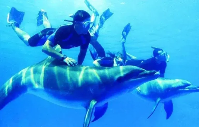 Sataya Dolphin Reef din Port Ghalib | Excursie de Snorkeling cu Delfini în Marea Roșie