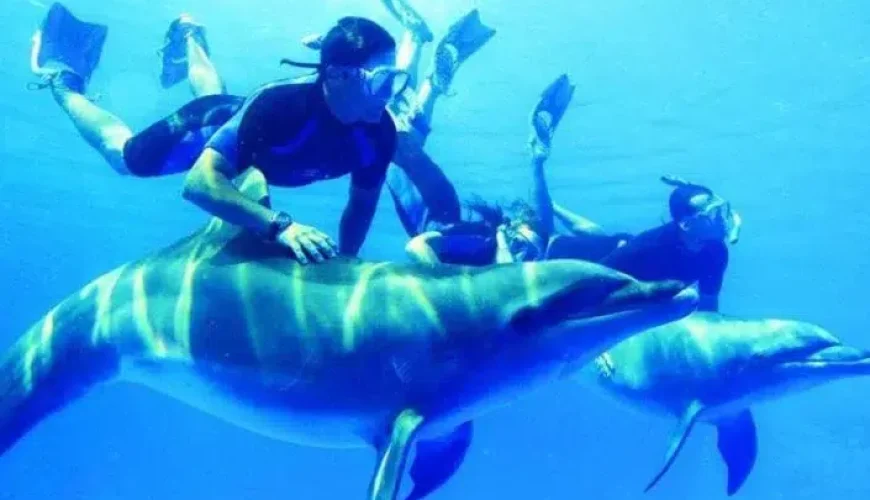 Swim with Dolphins in Hurghada