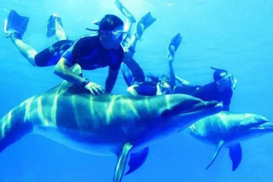 Swim with Dolphins in Hurghada
