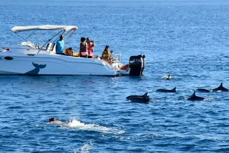 Private Speedboat Tour zum Dolphin House ab El Gouna | Delfine & Schnorcheln