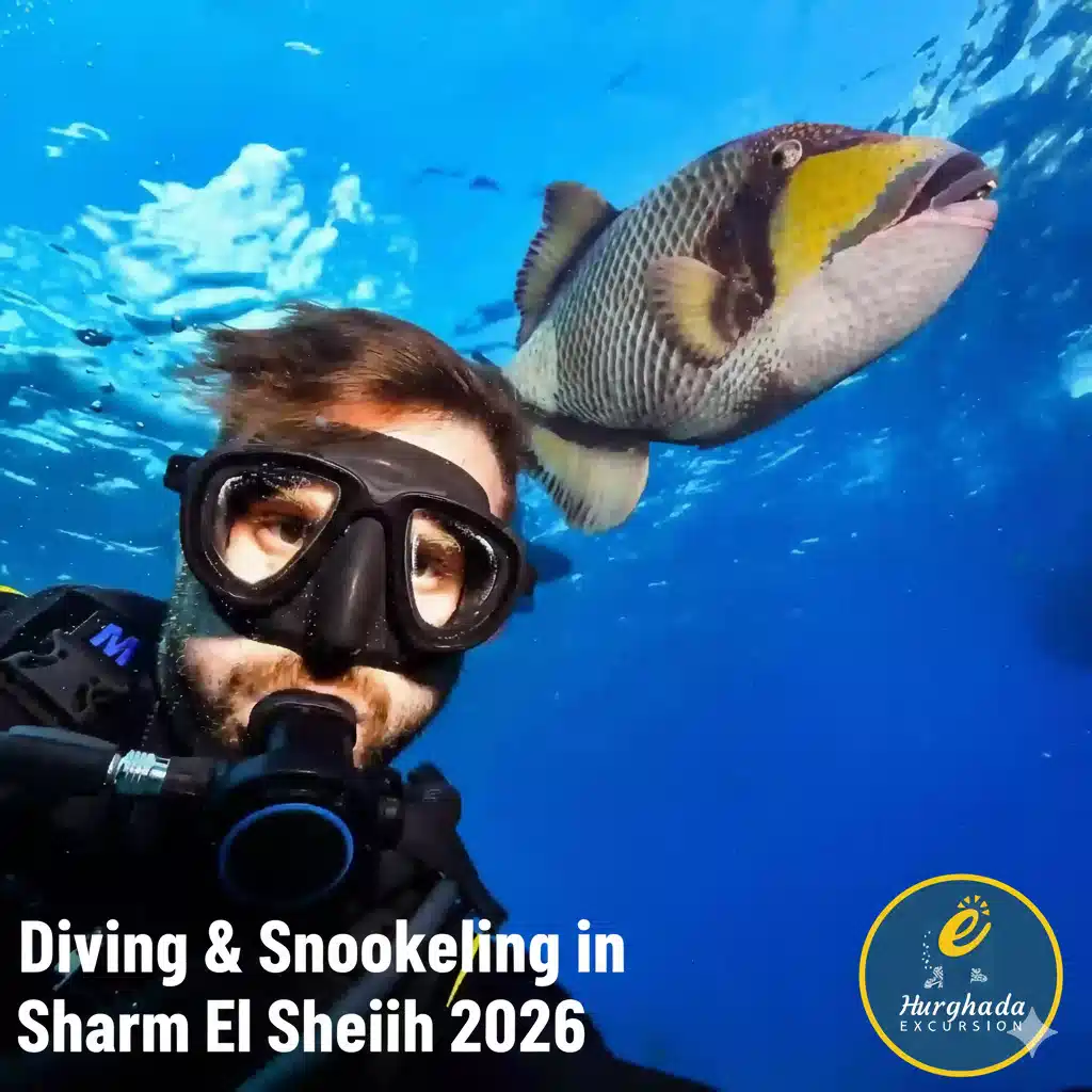 Diving & Snorkeling in Sharm El Sheikh 2026
