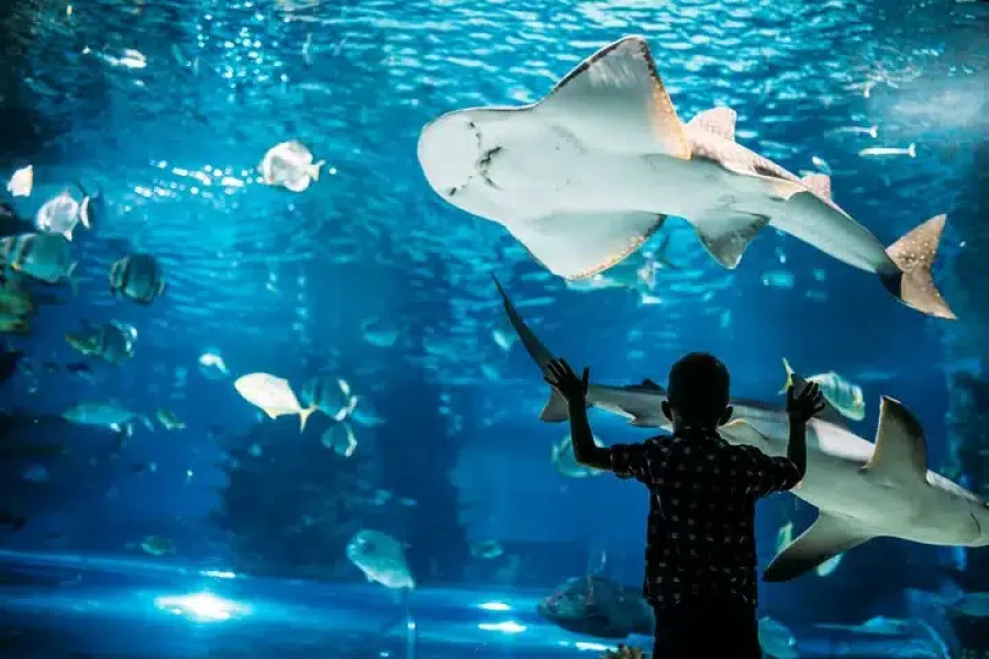 grand aquarium hurghada​