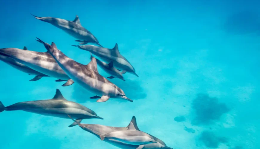 dolphin trip hurghada