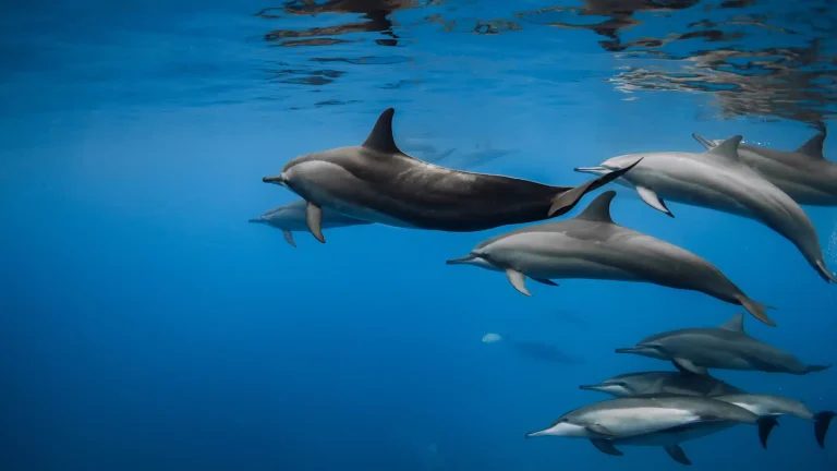 Nager avec les Dauphins à Hurghada depuis Sahl Hasheesh | Excursion Privée & Spectacle Live