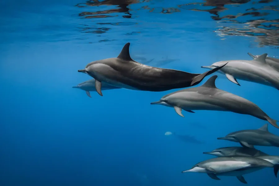 Dolphin House (Shaab El Erg) – Nager avec des dauphins sauvages