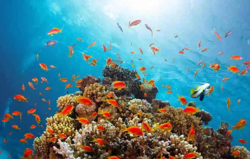 Sharm El Sheikh wycieczki fakultatywne Ceny 2026