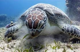 Hurghada’Red Sea Marine Life