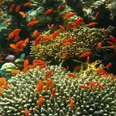 snorkeling trips from Soma Bay