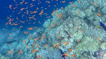 7 days in Dahab, Egypt