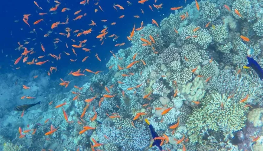 7 days in Dahab, Egypt