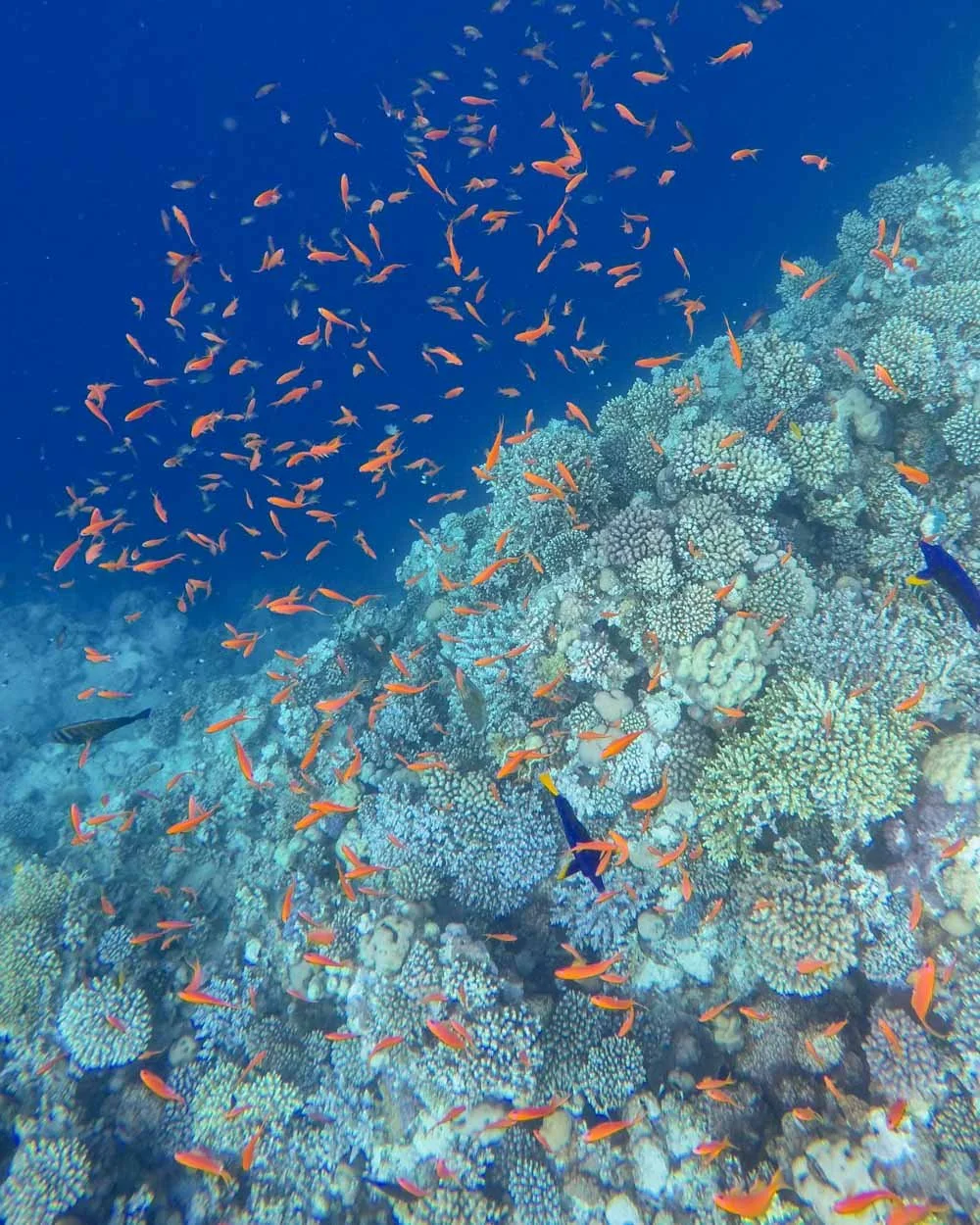 7 days in Dahab, Egypt