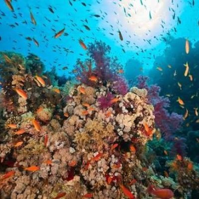 Snorkeling & Diving Tours from Taba