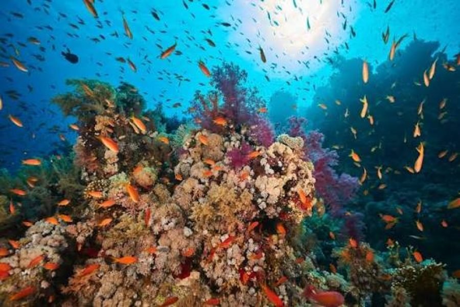 Aqaba Snorkeling Tours from Taba | Gulf of Aqaba Boat Trip