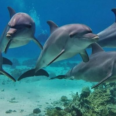 Dolphin Tours from Soma Bay