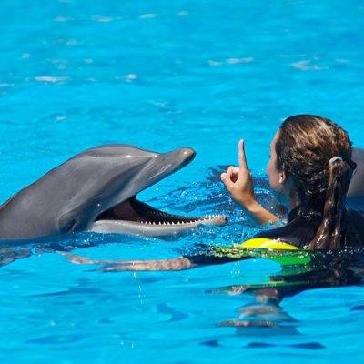 Dolphin Trips from Sharm El Sheikh