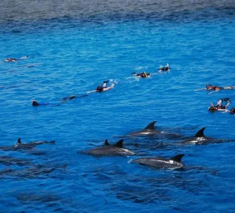 Excursion Dauphins Hurghada depuis Makadi Bay