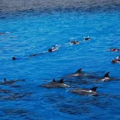 Dolphin & Marine Life Trips from Hurghada