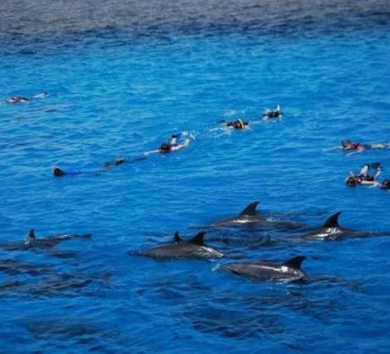 Dolphin Show Hurghada | Live Dolphin Performance