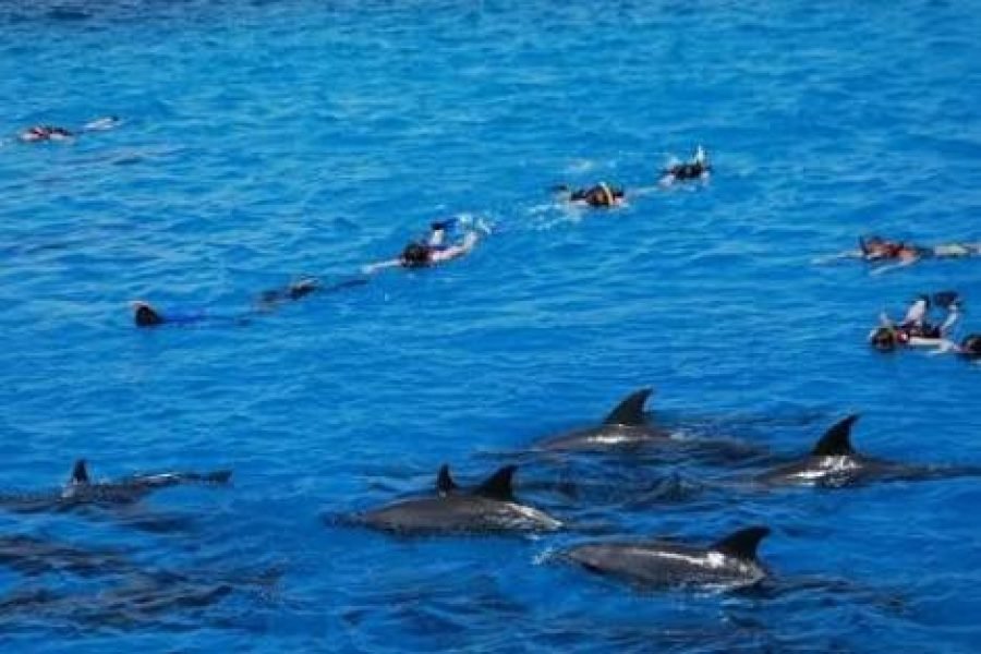 Dolphin & Marine Life Trips from Hurghada
