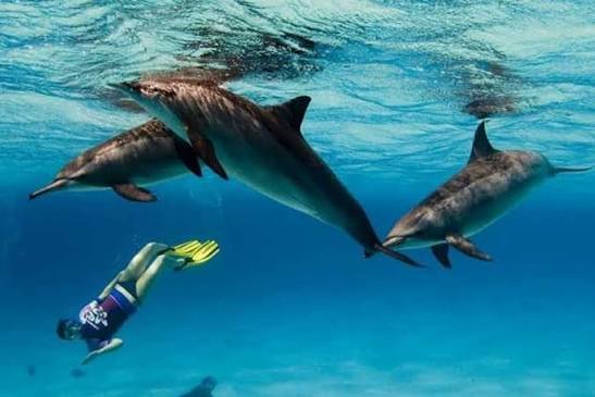 Dolphin Tours from Safaga