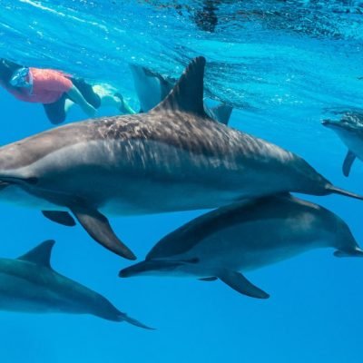 Dolphin Tours from El Gouna